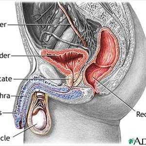 Recurrent Uti - Cranberry Juice - The Natural Remedy For Recurrent UTI