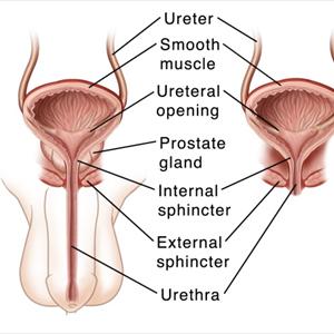 Foul Smelling Urine Blog 