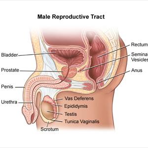  Find Freedom And Confidence Again With The Use Of A Male Catheter