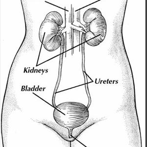 Tibetan Bladder Remedy 