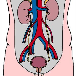 Urinary Tract And Bladder Infection 