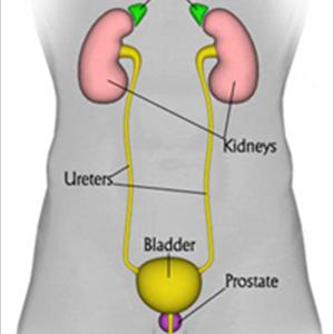 Symptoms Of Bladder Infections In Women - Urinary Tract Infection Natural Remedies- The Truth About Natural Health And Antibiotics