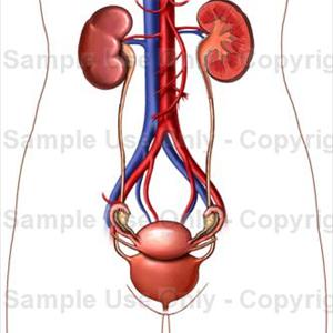 Urinary Tract Infection In Infant 