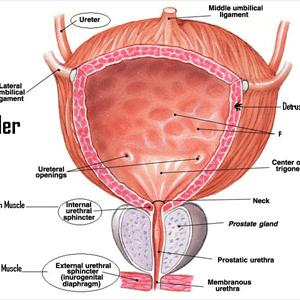 Urinary Tract Infection Medication 