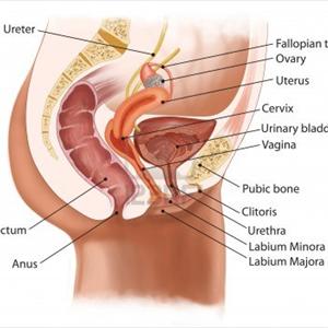 Prevention Of Urinary Tract Infection 