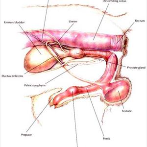 Symptoms Of Uti Infection - Bladder Pain In Pregnancy: Types Of Abnormalities