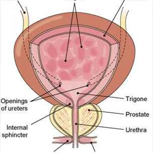 Commom Causes Uti - Urinary Infections: Should I Use Antibiotics Or A Urinary Tract Infection Remedy?