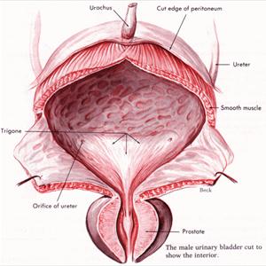 Urinary Tract Infection Medicine 