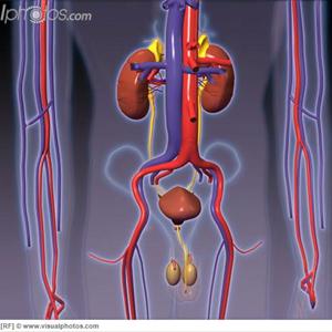 Etiology Of Urinary Tract Infection - Cranberries And Flaxseed - A Powerful Combination For Women