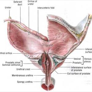 Urinary Track Infection - Bio Feedback- Promise For The Treatment Of Urinary Incontinence