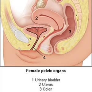 Uti Infection Symptoms In Women 