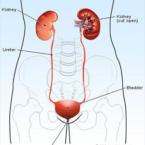 Treatment Of Urinary Tract Infections - Self Care Tips For Kidney Infections