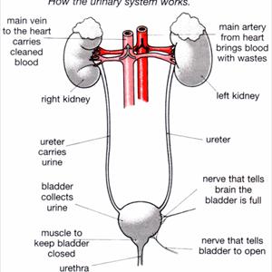  Guidelines For The Prevention Of Urinary Tract Infection UTI