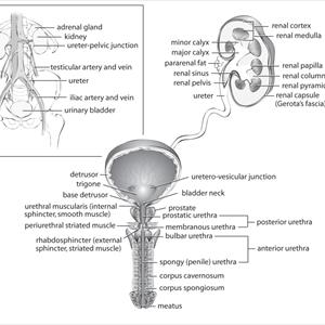 Uti Remedy Report - D-Mannose- The Natural Medication For Cystitis