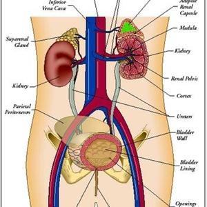  URINARY TRACT 