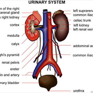 Burning When I Pee - Why Drinking Water Helps Prevent Urinary Tract Infections