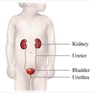 Medication Urinary Tract Infection 