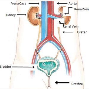  Treating A UTI 